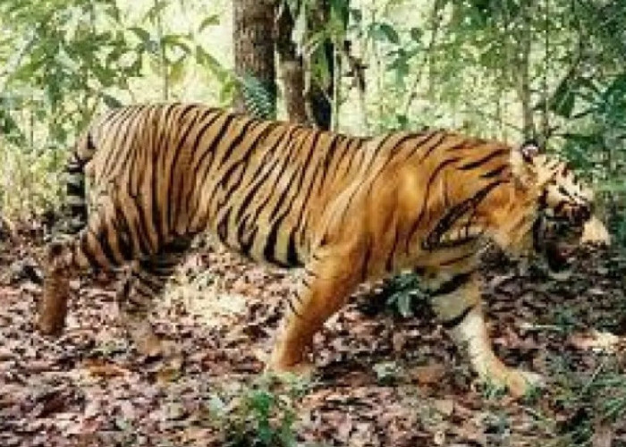 Misteri Gunung Ciremai, Harimau Jawa Dinyatakan Punah, Macan Tutul Bertahan Hidup