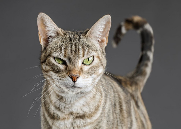 Memahami 6 Arti Gerakan Ekor Kucing Berdasarkan Perasaan dan Situasi yang Dialaminya