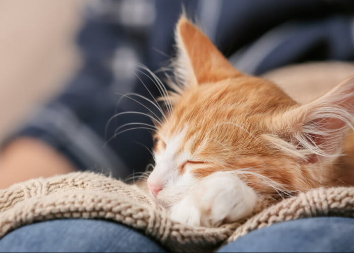 5 Manfaat Mengejutkan dari Memelihara Kucing, yang Sangat Mempengaruhi Hidup Kita!