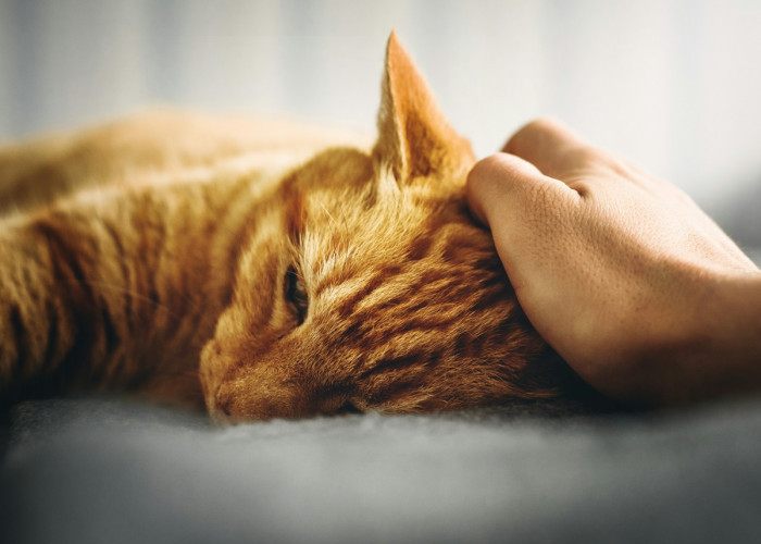 Ciri dan Gejala Kucing Sedang Sakit Flu, Apakah Kucing Anda Mengalami Gejalanya?