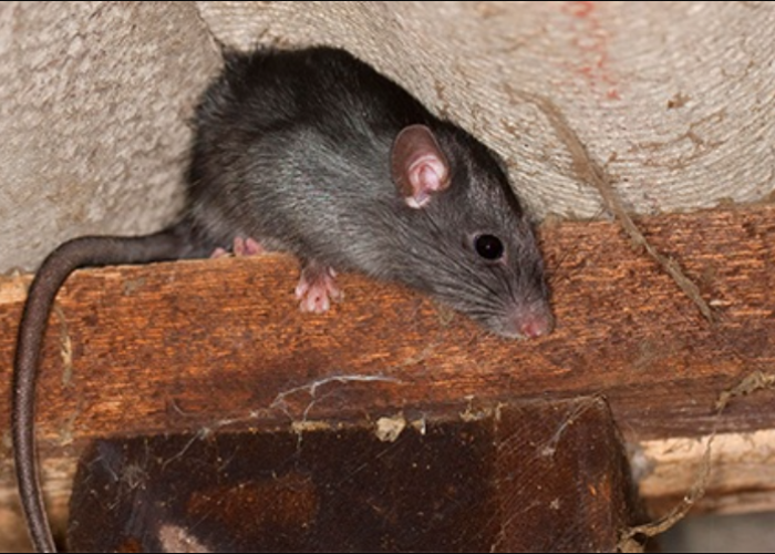7 Cara Mengusir Tikus di Plafon Rumah, Cepat Bikin Tikus Lari dan Tidak Ingin Kembali!