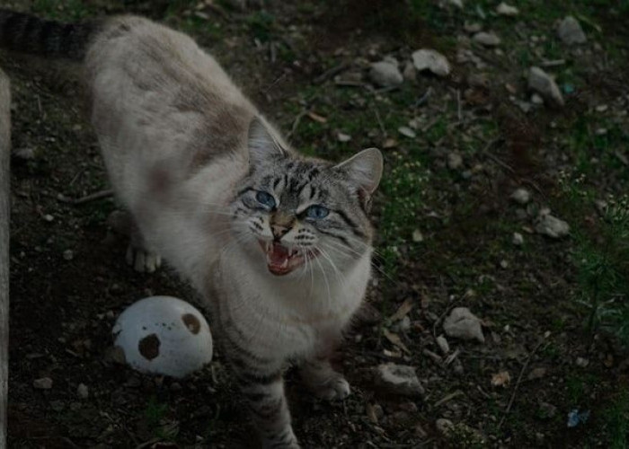 5 Tanda Kucing Kelaparan yang Harus Diberi Makan, Kasihan Kucing Kampung Ini Hidup Liar dengan Rasa Lapar