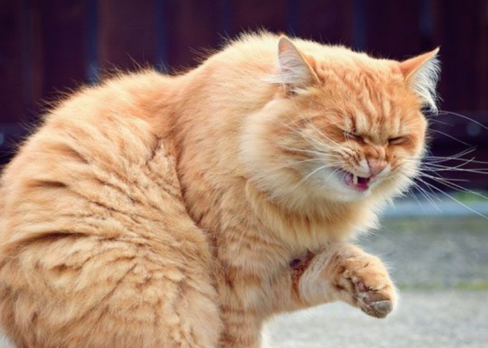 Bukan Cuma Alaergi, Pemilik Anabul Ketahui 4 Alasan Kenapa Kucing Bersin Terus Menerus Tanpa Henti Ini