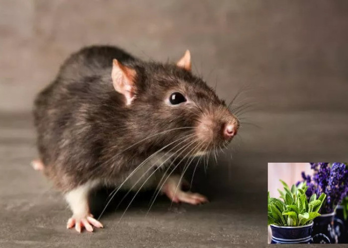 Berikut Ini 8 Tanaman Bikin Tikus Kabur Dari Sarangnya! Cocok Untuk Diletakan Pada Area Rumah, Ketahui Yu!