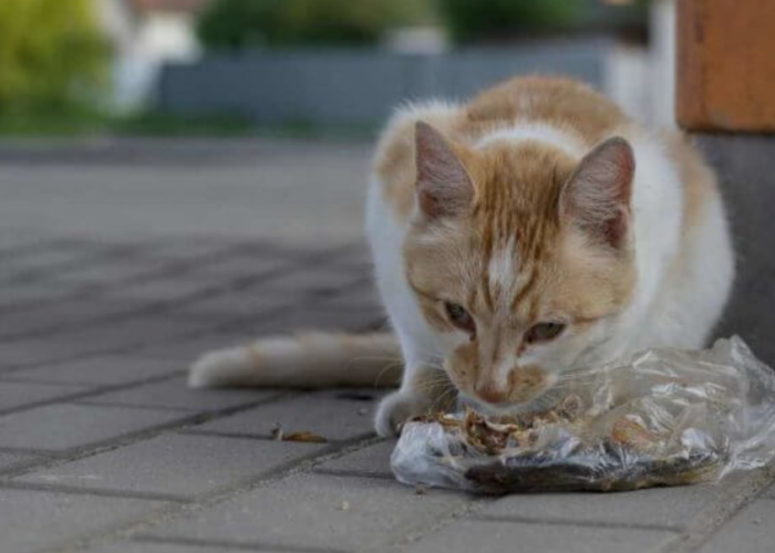 Anabul Sering Menggigit Plastik, Kenapa Kucing Suka Makan Plastik? Ini Dia 5 Alasannya