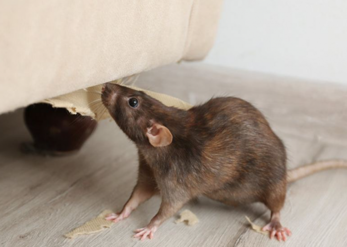 Pantes Banyak Tikus, 6 Bau Makanan yang Bisa Mengundang Tikus Masuk ke Rumah yang Sedikit Orang Tahu