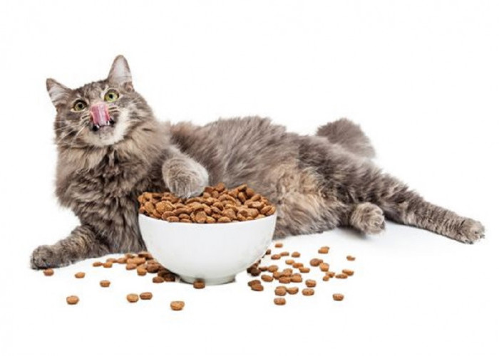 Buat Bulu Anabul Makin Gemoy dan Lebat, Yuk Intip 6 Rekomendasi Makanan Kucing Harga Terjangkau