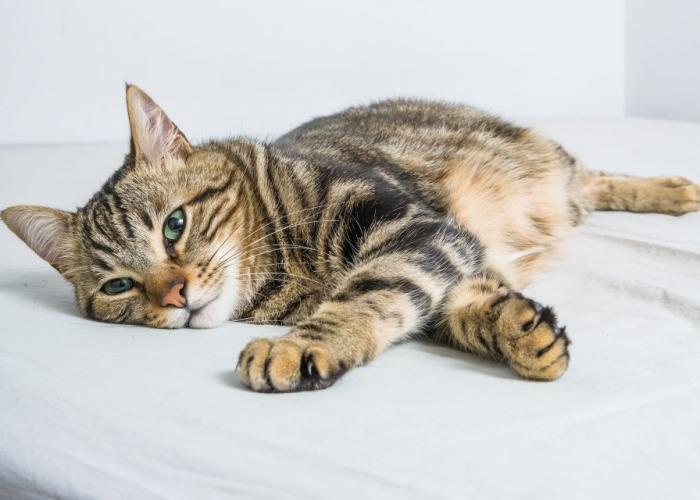 Sampai Umur Berapa Kucing Bisa Hamil? Ternyata Lebih Cepat Dibanding Hewan Mamalia Lain