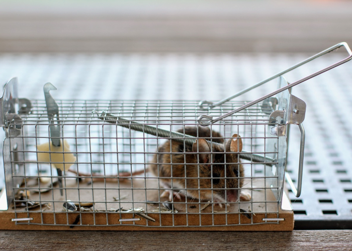 Murah Meriah Dan Anti Ribet, Begini Cara Membuat Perangkap Tikus Dari Bahan Dapur, Simak Penjelasannya