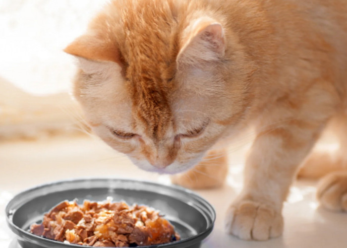 Murah dan Simpel! Ini Resep Cara Membuat Menu Makanan Kucing dari Bahan Dasar Nasi dan Tempe