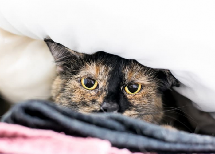 10 Tanda Kucing Peliharaan Stres dan Cara Mengatasi Kucing Stres yang Catlovers Perlu Ketahui!