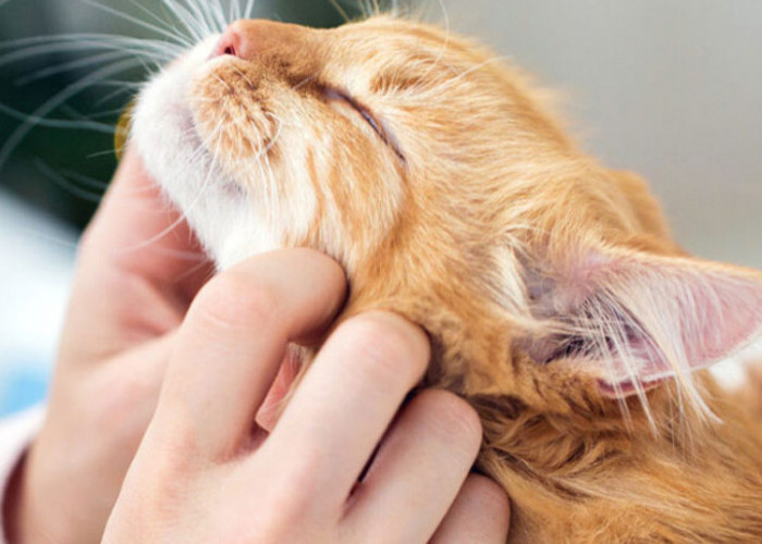 Inilah 4 Alasan Kucing Suka Mendengkur, Bisa Jadi Pertanda Ia Sedang Mengalami Kesakitan 