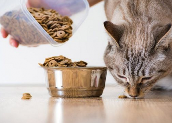 5 Rekomendasi Makanan Kucing Murah yang Bergizi dan Penuh Manfaat, Apa Saja?
