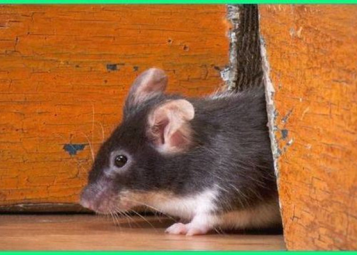 Banyak Tikus Di Dalam Rumah? Inilah 5 Aroma Yang Dibenci Tikus, Auto Lari Terbirit Birit