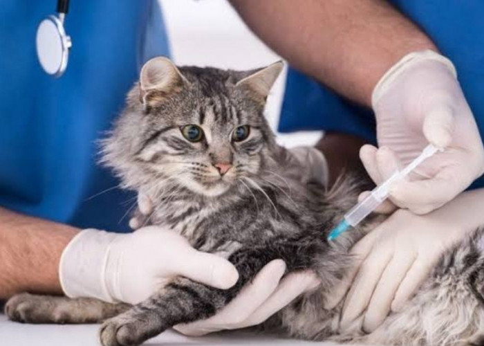 Pentingnya Vaksinasi, Kucing Kampung Kampung Juga Penting Divaksin