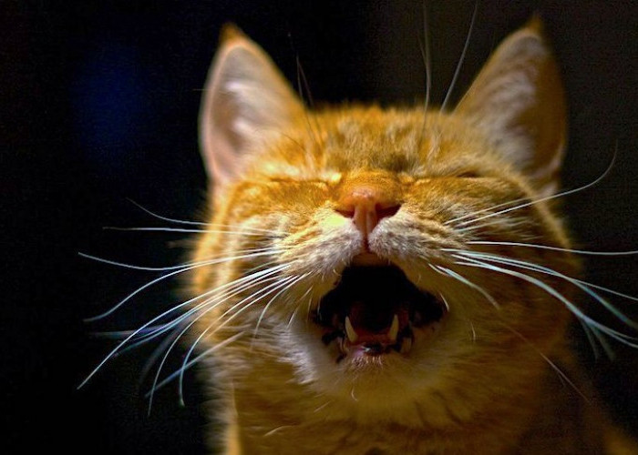 Bikin Terharu! Berikut 5 Alasan Kenapa Kucing Terlantar Suka Mengeong di Malam Hari