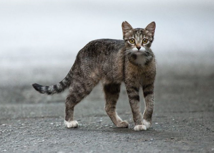 Ingin Pelihara Kucing Liar? Begini Cara Menjinakan Kucing Liar Agar Bisa Dijadikan Peliharaan