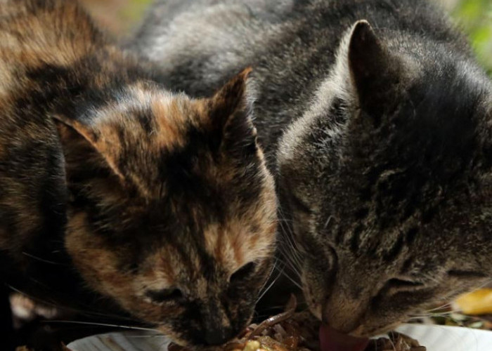 Cara Membuat Makanan Kucing Kampung di Rumah, Yuk Intip Resepnya Mudah dan Murah