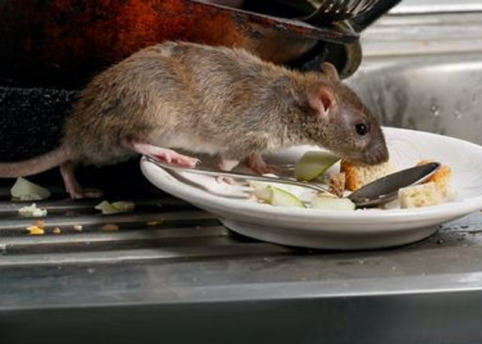 7 Cara Efektif Mencegah Tikus Masuk Ke Dalam Rumah, Yuk Gunakan Cara-Cara Berikut Ini
