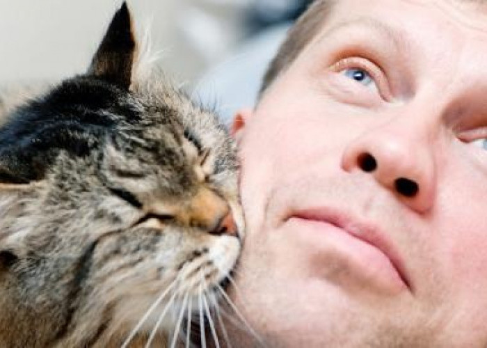 Berikut 3 Tanda Kucing Sayang dan Cinta Pemiliknya Terlihat Romantis, Apakah Pernah Diperlakukan Seperti Ini?