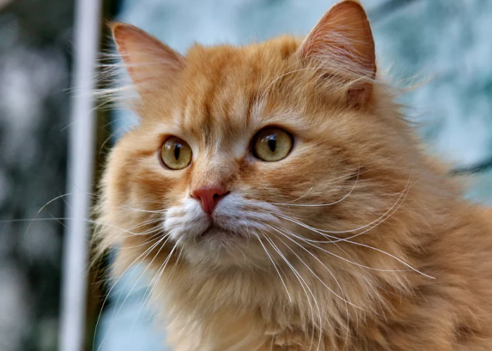 Berikut 4 Menu Makanan Kucing Rumahan Favorit Kucing Ras Persia, yang Ampuh Bikin Gemuk Ideal! 