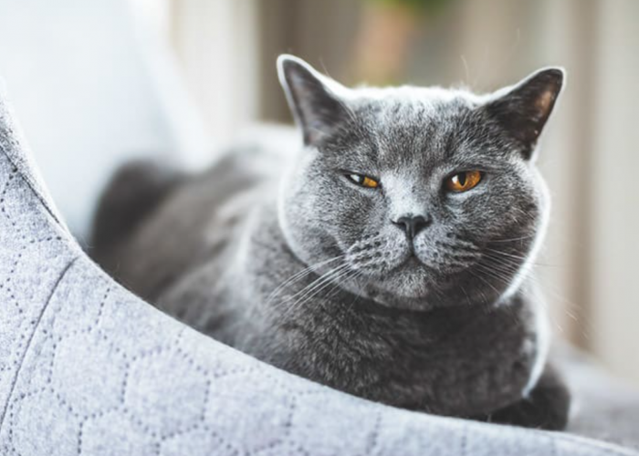 Ternyata Inilah 5 Alasan Kenapa Mata Kucing Berair, Tanda Anabul Tidak Baik-Baik Saja!