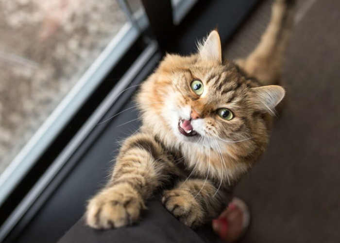 4 Cara Kucing Mengatakan Terima Kasih Pada Pemilik Kucing, yang Jarang Disadari!