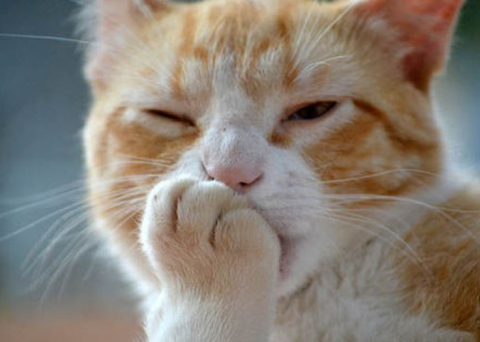 Jangan Asal Marah! Berikut 4 Cara Kucing Mengatakan Minta Maaf Pada Pemiliknya