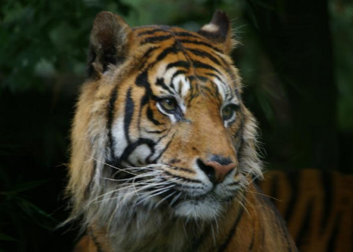 Punah Karena Perburuan Liar, Ini Fakta Harimau Bali Yang Wajib Kamu Ketahui! Simak Penjelasannya