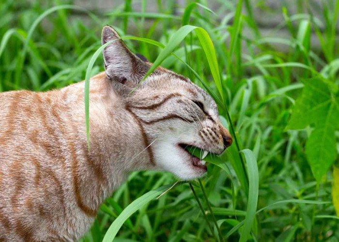 Aneh Tapi Unik, Inilah 5 Kebiasaan Kucing yang Bikin Pemiliknya Heran, Simak Di Sini Biar Tahu Maknanya!