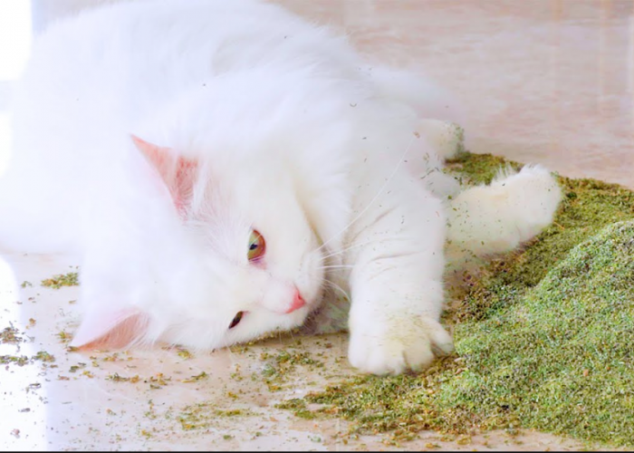 Bukan Cuma Memberikan Kesenangan, Perhatikan 2 Efek Samping Catnip untuk Kucing yang Mengonsumsi Berlebih