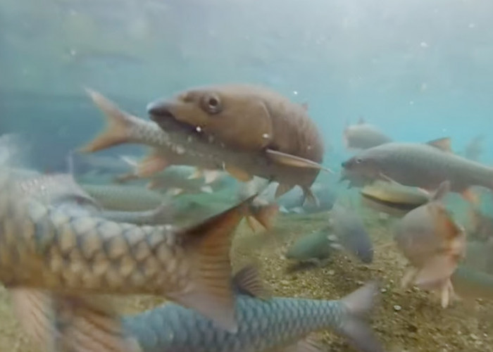 Agar Tidak Punah, Begini Cara Lestarikan Ikan Dewa Khas 6 Balong Keramat di Kuningan, Ada Peran TNGC