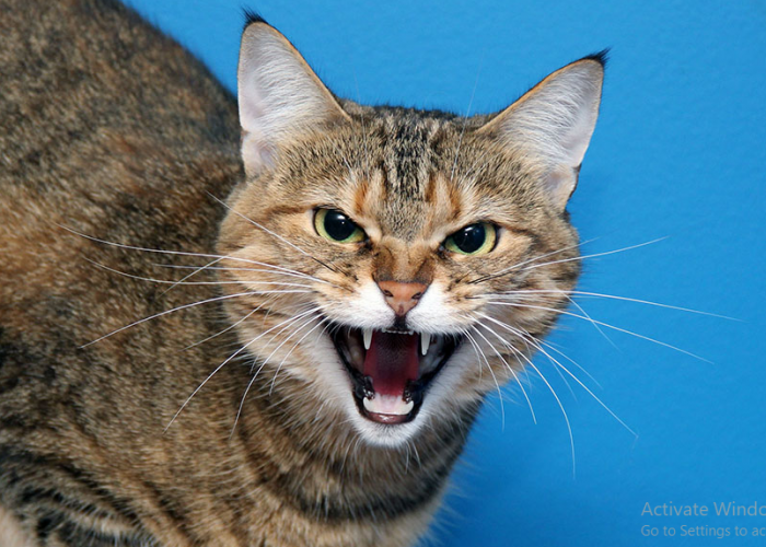 Berikut 5 Tanda Kucing Benci Pada Pemiliknya, yang Mungkin Jarang Diperhatikan Para Pemilik Kucing!