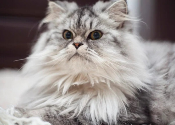 5 Jenis Kucing Peliharaan yang Populer Menjadi Dambaan untuk Dipelihara dan Memiliki Karakter Penurut 