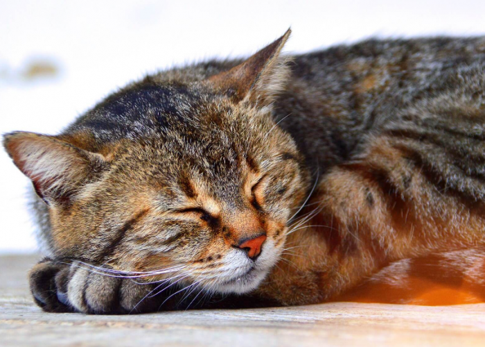 Wajib Diketahui! Berikut 5 Tanda Kucing Peliharaan Sedang Kesakitan, yang Masih Jarang Diketahui!