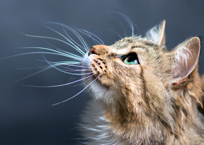 Ternyata Inilah Alasan Kenapa Kumis Kucing Tidak Boleh Dipotong, Bisa Bikin Anabul Stres