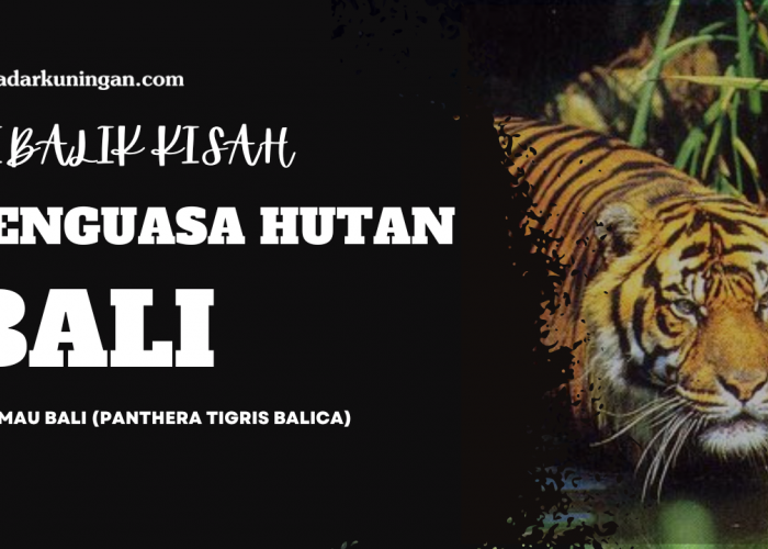 Punah Puluhan Tahun Lalu, Begini Kisah Harimau Bali : Kucing Besar Eksotis Penghuni Hutan Pulau Dewata