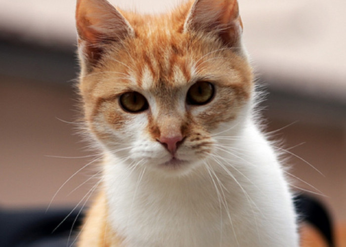 Ternyata Ini Alasan Kucing Selalu Datang ke Rumah Menurut Islam, Benarkah dapat Membawa Rezeki?