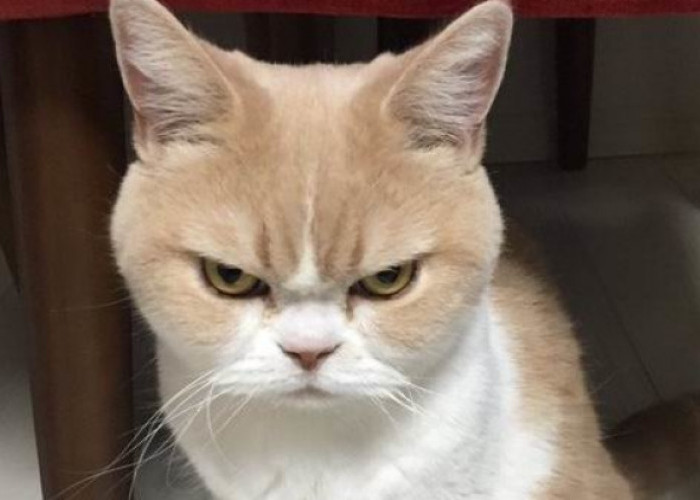 Kucing Juga Bisa Marah Lho! Kenali 6 Tanda Kucing Marah Padamu Dari Gerakan Tubuhnya 