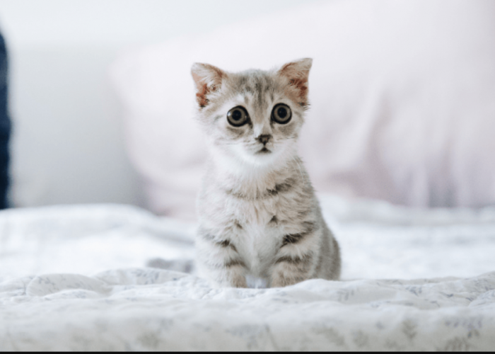 Baru Mulai Pelihara Kucing? Inilah 4 Cara agar Kucing Baru Nyaman di Rumah dan Cepat Beradaptasi