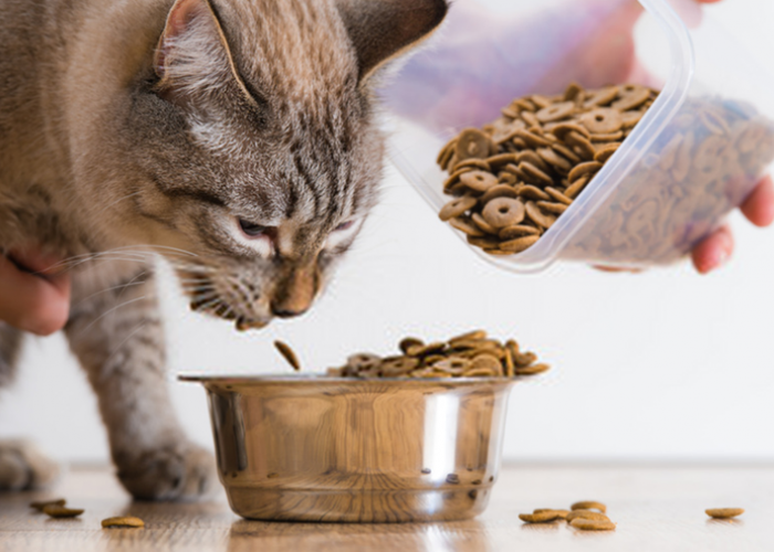 Berapa Porsi Makanan Kucing yang Ideal? Berikut 3 Porsi Makanan Kucing yang Tepat, Berdasarkan Usia Kucing