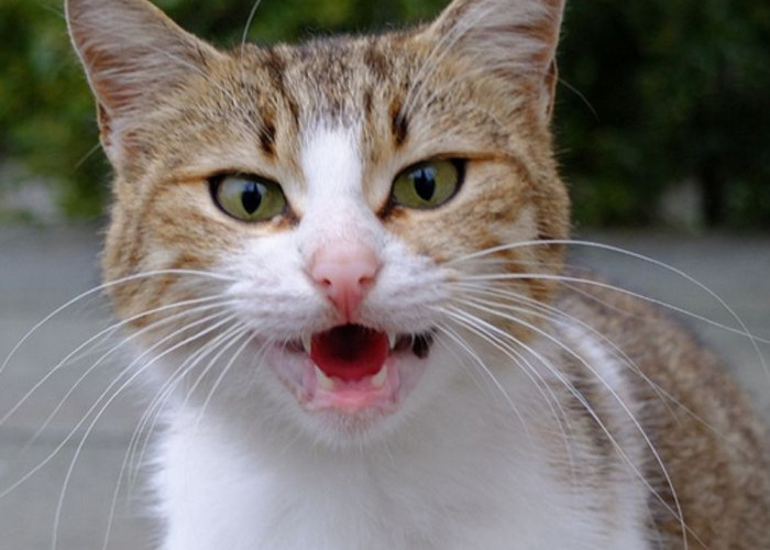 Sebagai Tanda Kasih Sayang dan Perhatian! Ini Dia 7 Bahasa Kucing Yang Menandakan Bahwa Kucing Menyukaimu