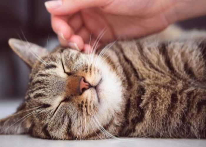Jangan Diabaikan! Simak 8 Ciri Ciri Kucing Mau Mati Yang Jarang Disadari Oleh Pemiliknya