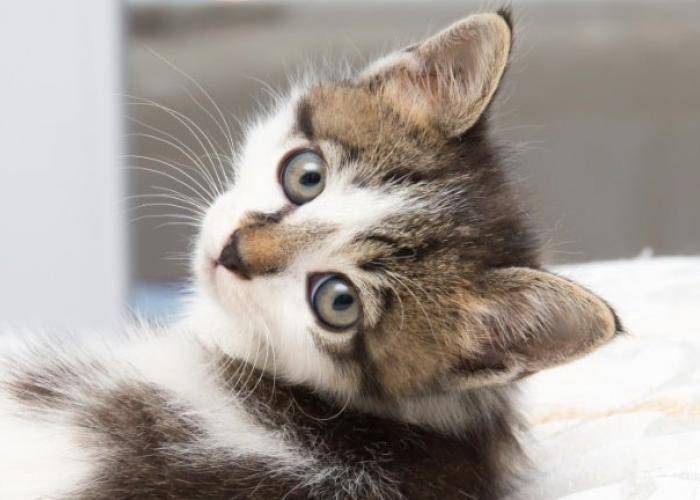 Mudah dan Simpel! Ini 4 Cara Mengobati Kutu Pada Anak Kucing, Tanpa Perlu Pergi ke Dokter Hewan