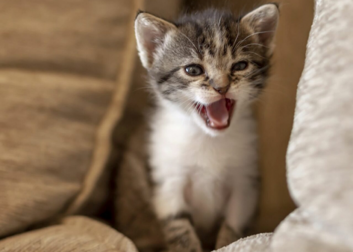 Inilah 4 Cara Menenangkan Kucing Mengeong Terus di Malam Hari, Supaya Gak Ganggu Tetangga