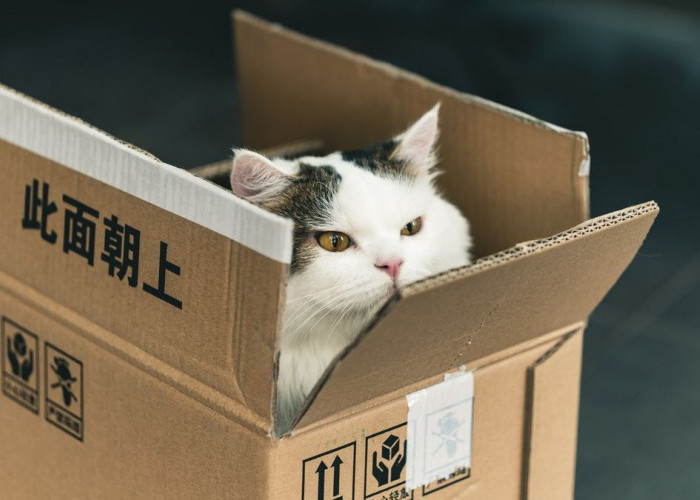 UNIK! Ini 5 Alasan Kenapa Kucing Suka Berada Di Dalam Kardus, Ternyata Hal Sederhana yang Bikin Kucing Bahagia