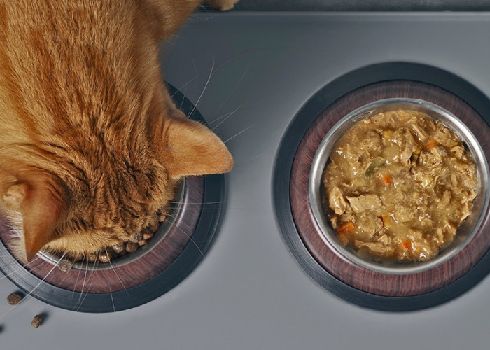Makanan Basah Vs Makanan Kering, Lebih Bagus Mana untuk Kucing? Yuk Simak Kelebihan dan Kekurangannya di Sini!
