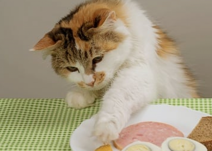 Jangan Kasar! Berikut 3 Cara Mencegah Kucing Peliharaan Mencuri Makanan Kita dengan Tepat dan Ampuh