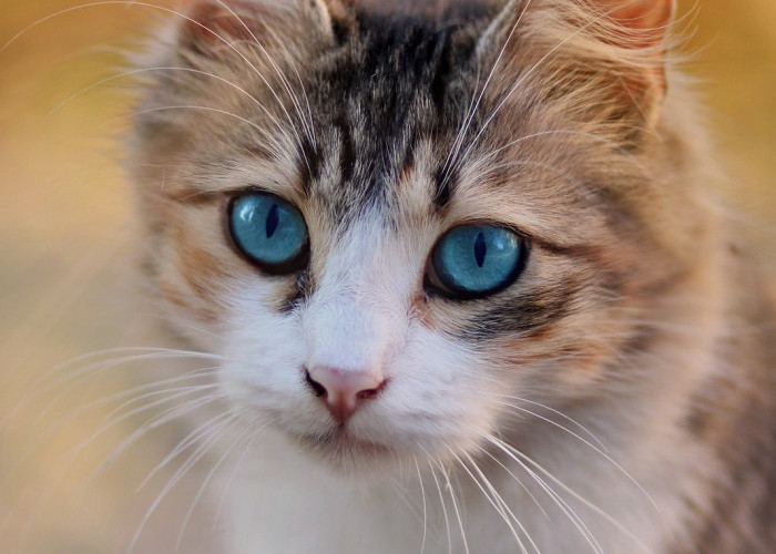 Cocok untuk Pemula, 4 Cara Mengetahui Umur Kucing Dari Ciri Fisiknya, Cat Lovers Sudah Tahu?
