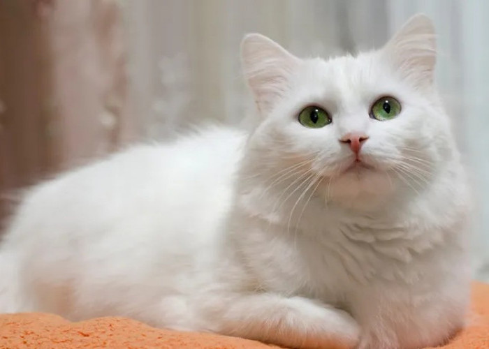 Ajak Kucing Main Bersama Menjadi Dekat Secara Emosional dan Inilah 5 Tingkah Kucing yang Sayang Pemiliknya!